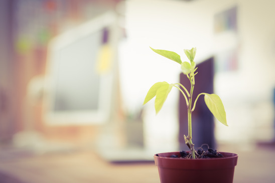 Plant in front of a creative working desk in the office