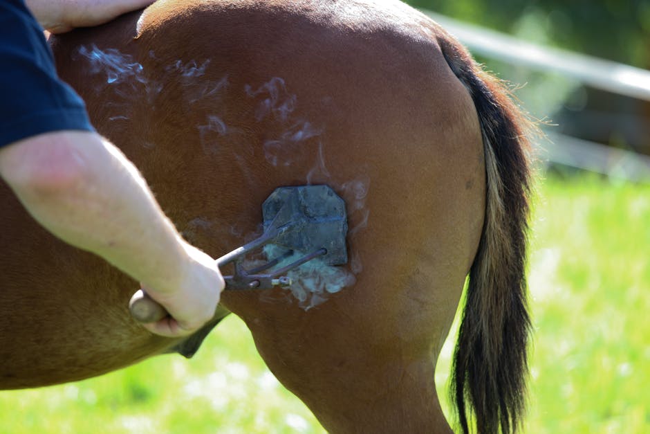 man branding a horse, showing financial branding and its actual origins in branding animals