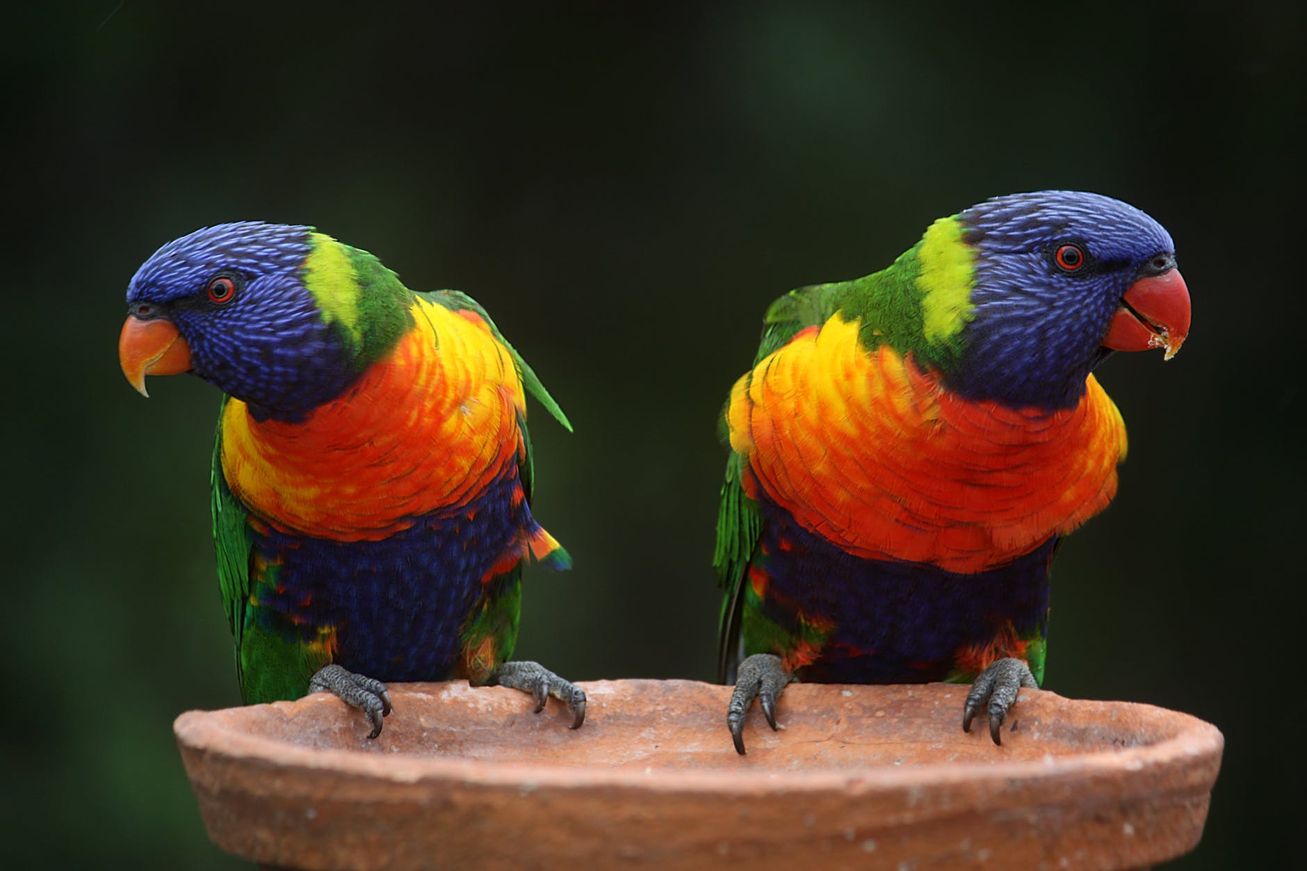 Parrots on a perch, illustrating distinct financial branding