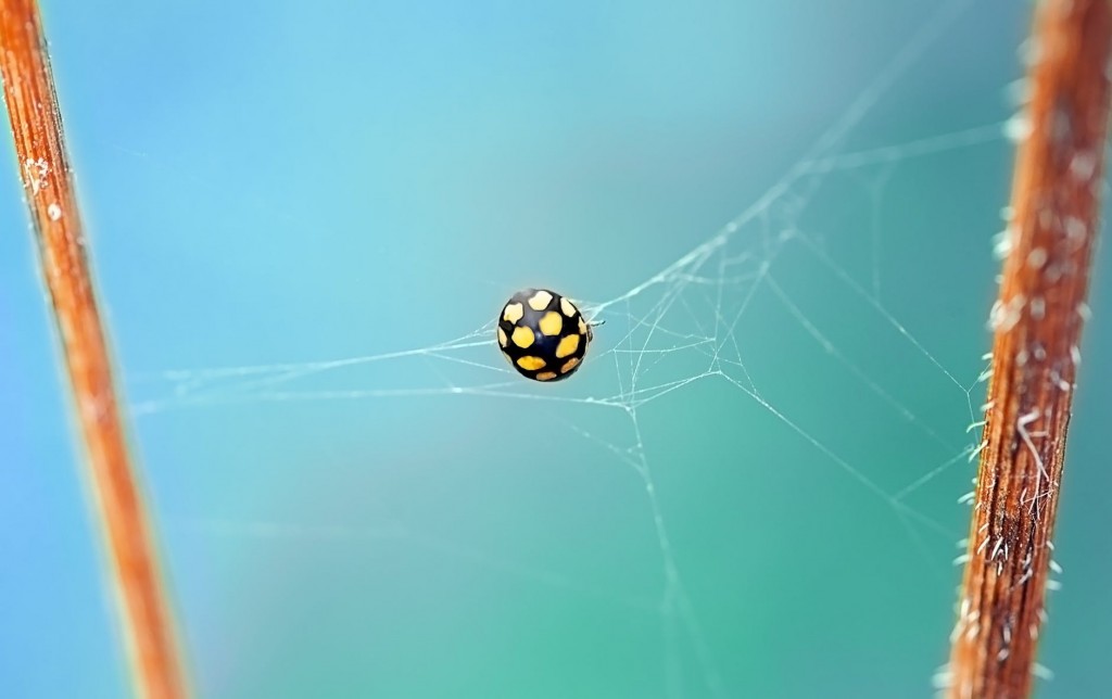 Spider's web, illustrating the financial website keyword trap