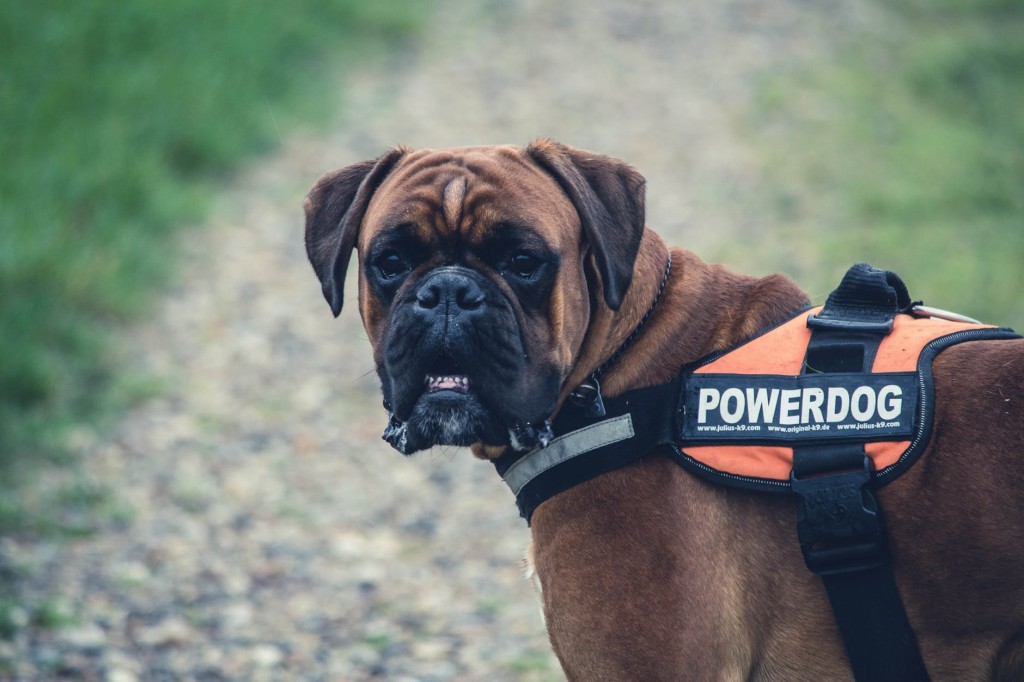 Guard dog, illustrating security for financial websites