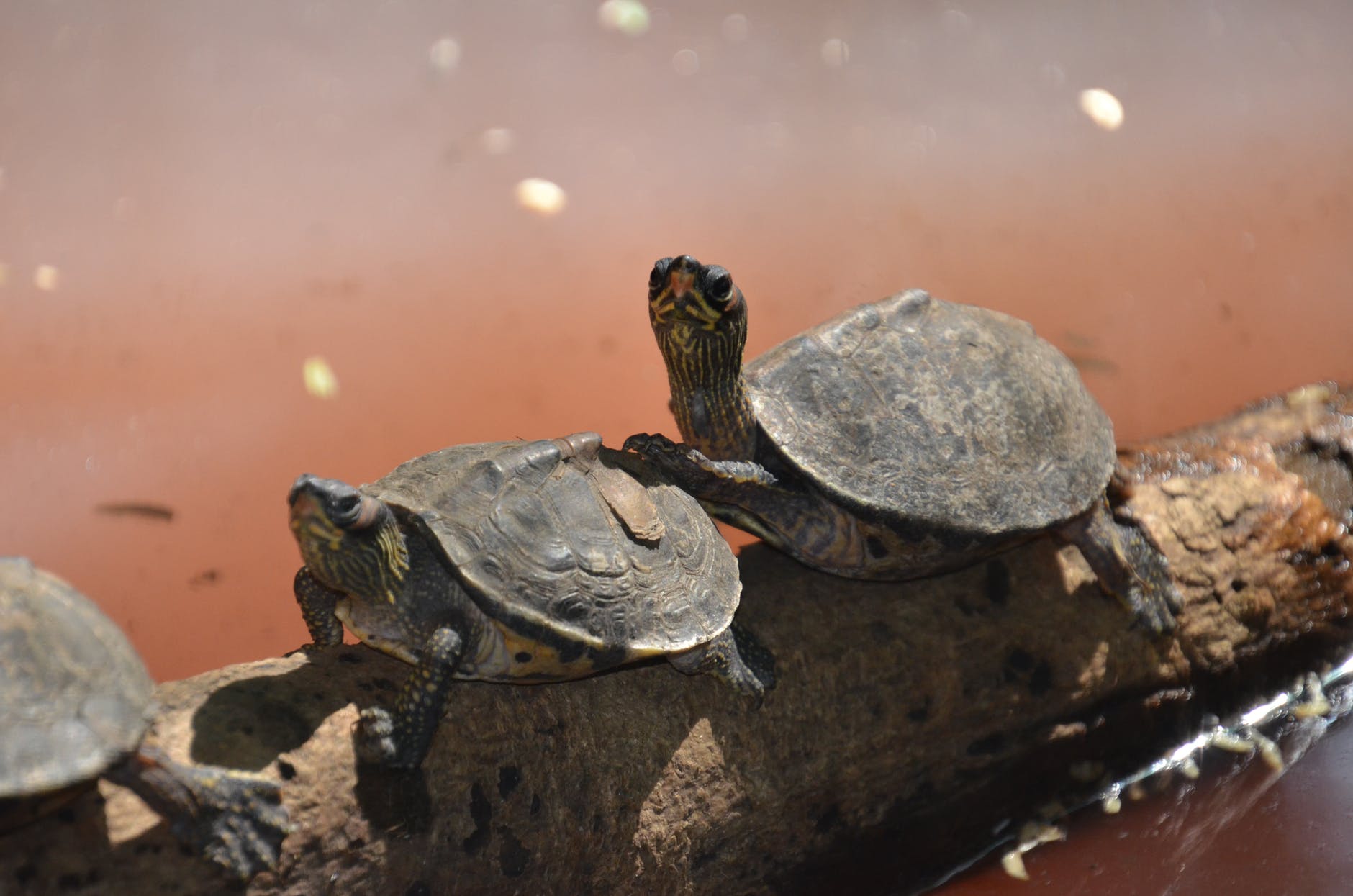 Turtle talking to his mate about financial websites!