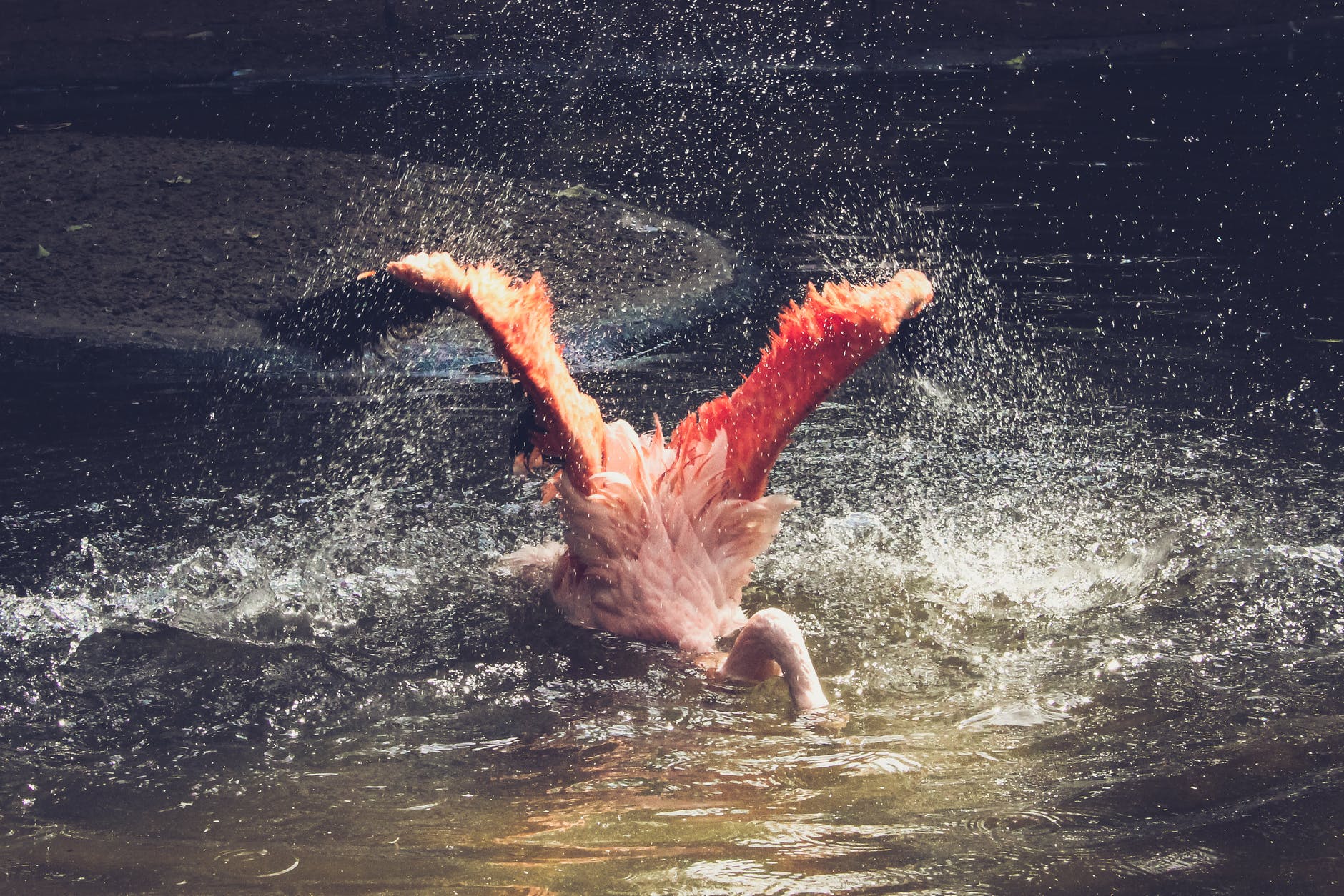 Flamingo with head in water, illustrating a financial website dropping in SEO rankings